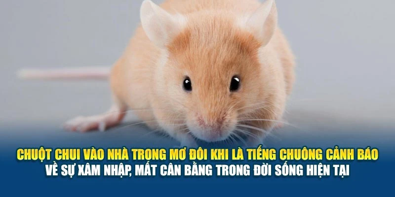 Mơ Thấy Chuột Vào Nhà 78Win Đánh Con Gì? Gợi Ý Chuẩn 6 Chuột chui vào nhà trong mơ đôi khi là tiếng chuông cảnh báo về sự xâm nhập, mất cân bằng trong đời sống hiện tại